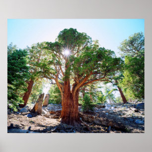 Póster Árvore do Juniper, de crescimento antigo, nos Sie