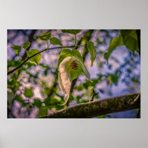 Poster Árvore do lenço