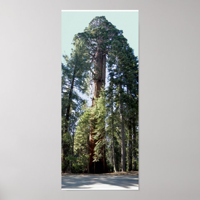Póster Árvore do Parque Nacional Sequoia (Frente)