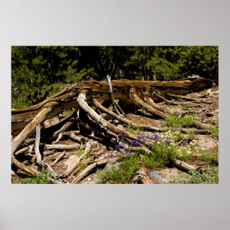 Póster Árvore do pinheiro de Fallen