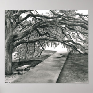 Póster Árvore do século