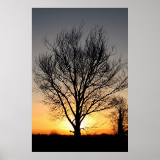 Póster Árvore do sol
