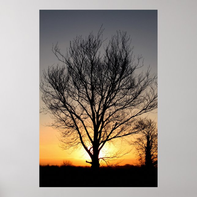 Póster Árvore do sol (Frente)