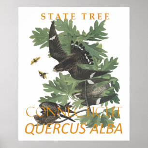 Poster Árvore do Território de Connecticut A Árvore do Ca