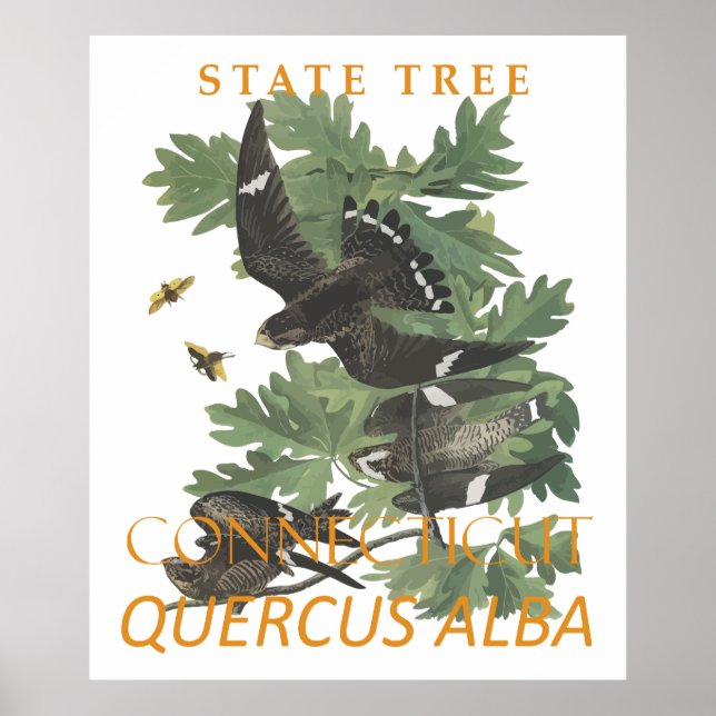 Poster Árvore do Território de Connecticut A Árvore do Ca (Frente)
