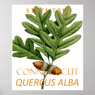 Poster Árvore do Território de Connecticut O Carvalho Bra