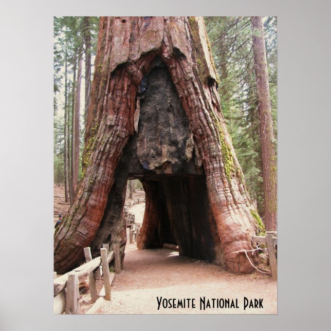 Póster Árvore do túnel - Yosemite (Frente)