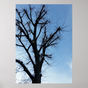 Poster árvore e céu limpo no inverno