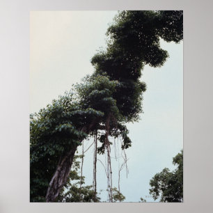 Póster Árvore e videiras elevadas na selva
