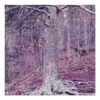 Póster Árvore em Dunbar