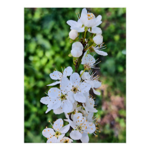 Póster Árvore em Flor na Primavera Romênia – Fotografia d
