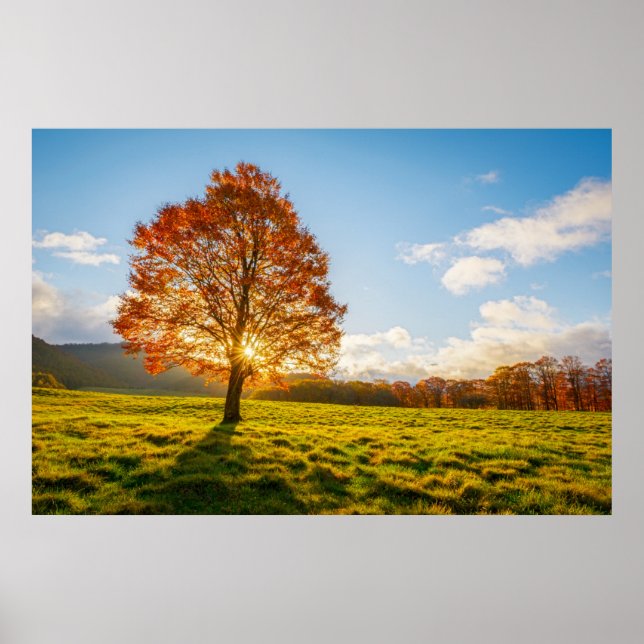 Poster Árvore em Fogo (Frente)