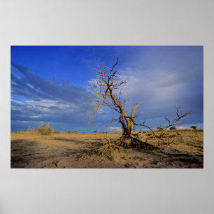 Póster Árvore Espinho de Camelo Morto (Acacia Erioloba)