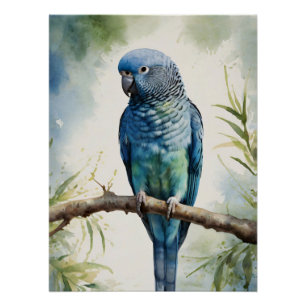 Póster Árvore Eucalyptus de periquito azul de aquarela