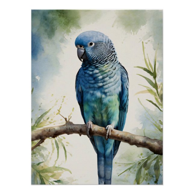 Póster Árvore Eucalyptus de periquito azul de aquarela (Frente)