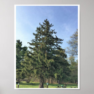 Póster Árvore Evergreen