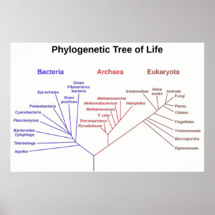 Póster Árvore filogenética
