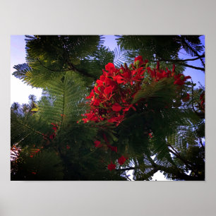 Poster Árvore Flamboyant