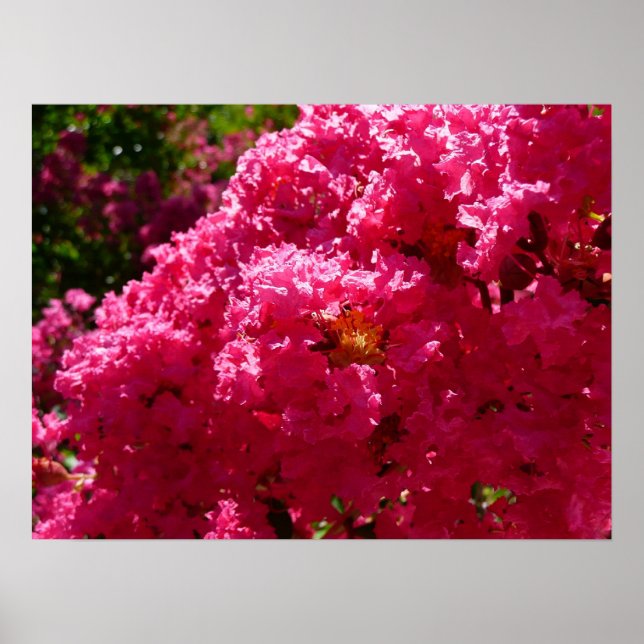 Poster Árvore Flor de Magenta Crepe Myrtle (Frente)