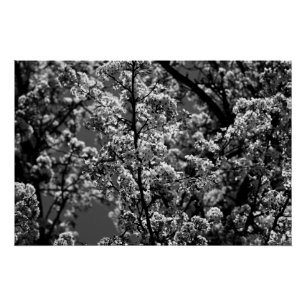 Póster Árvore Flor Monocromática Preta e Branca
