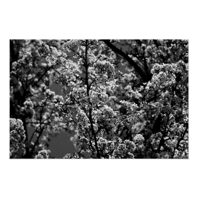 Póster Árvore Flor Monocromática Preta e Branca (Frente)
