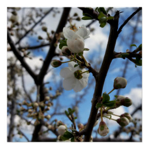 Póster Árvore florescente