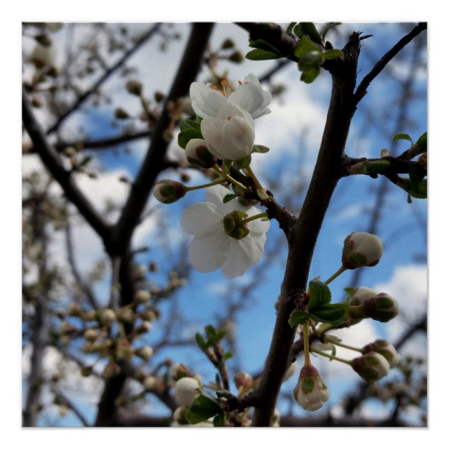 Póster Árvore florescente (Frente)