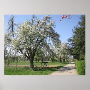 Poster Árvore florescente branca