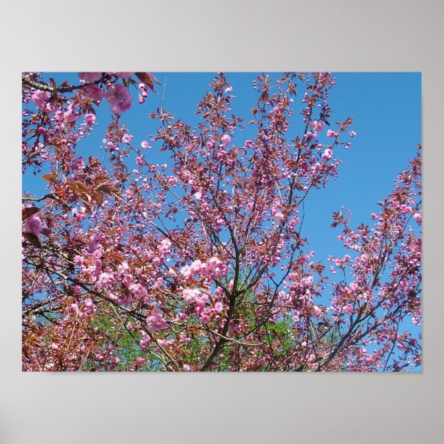 Poster árvore florescente de primavera em céu azul (Frente)