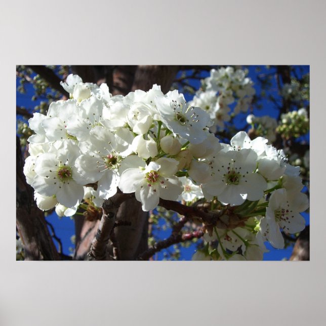 Poster Árvore Florindo Flores Brancas II Primavera (Frente)