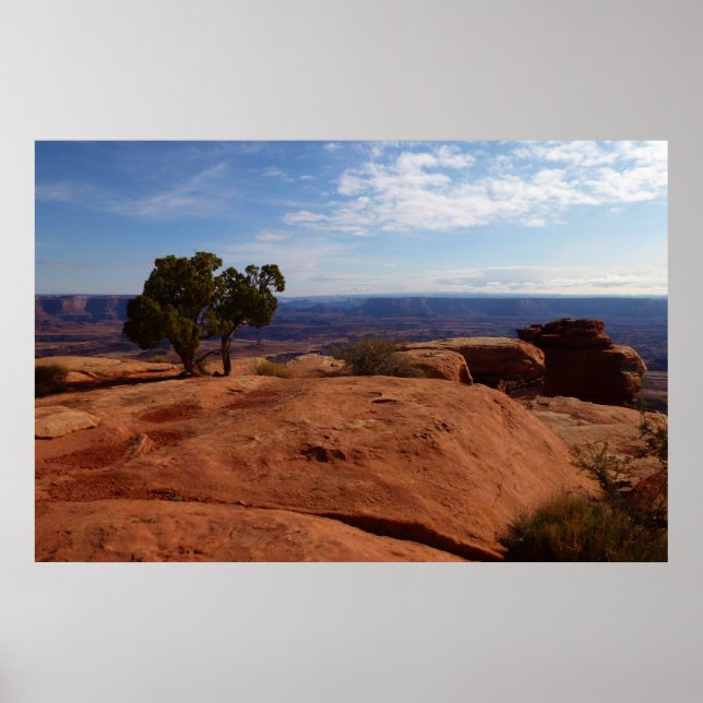 Póster Árvore Fora das Rochas Vermelhas I em Canyonlands (Frente)