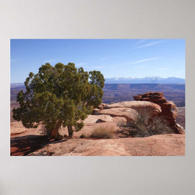Poster Árvore fora das Rochas Vermelhas II em Canyonlands (Frente)