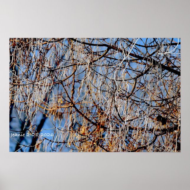 Poster Árvore geada de inverno (Frente)