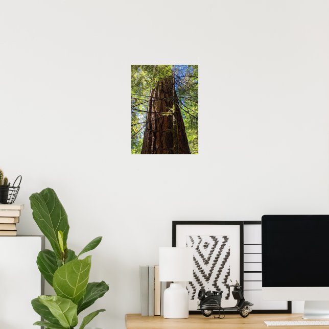Poster Árvore gigante Douglas Fir Fotográfica (Escritório em casa)