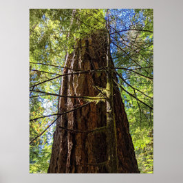 Poster Árvore gigante Douglas Fir Fotográfica