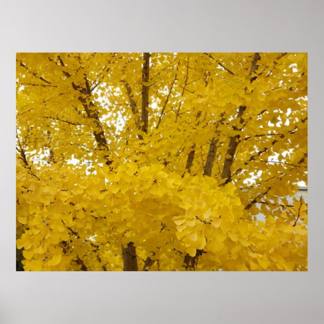 Poster Árvore Gingko no Outono (Frente)