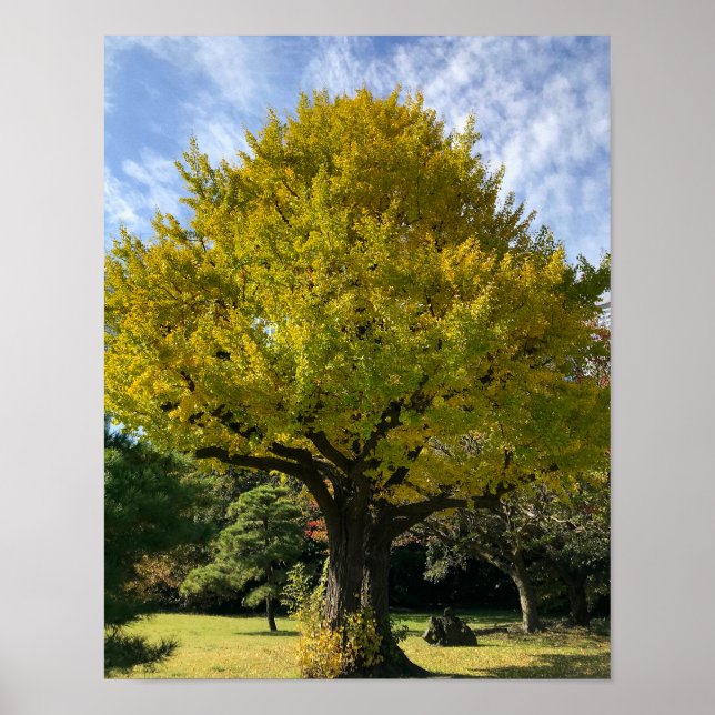 Poster Árvore Ginkgo de Amarelo Ouro (Frente)