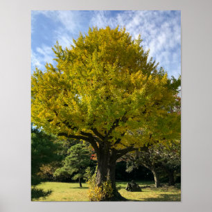 Poster Árvore Ginkgo de Ouro Amarelo