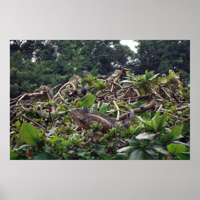 Poster Árvore Iguana (Frente)