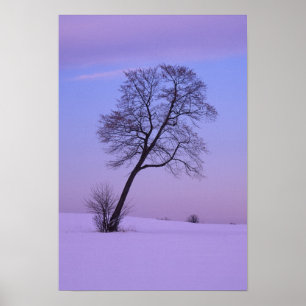 Póster Árvore Inclinada em Campo Nevado; Condado de Chipp