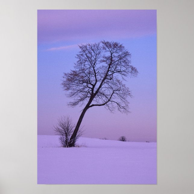 Póster Árvore Inclinada em Campo Nevado; Condado de Chipp (Frente)