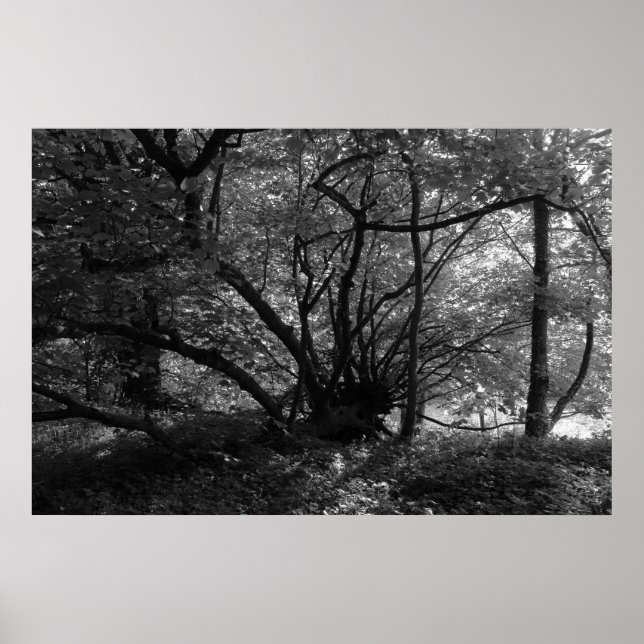 Póster Árvore incomum, Bute Park, Cardiff, Wales BW (Frente)