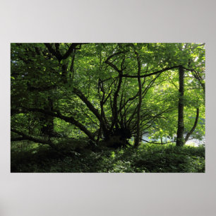 Poster Árvore incomum, parque do Bute, Cardiff, Wales