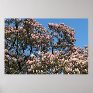 Poster Árvore Magnolia em Blossom