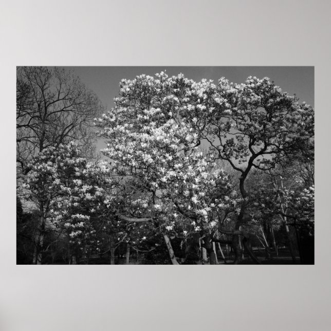 Póster Árvore Magnolia em Flor (B&W) (Frente)