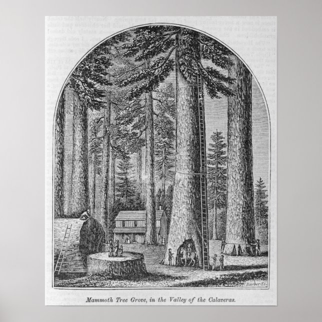 Póster Árvore mamute no Vale (Frente)