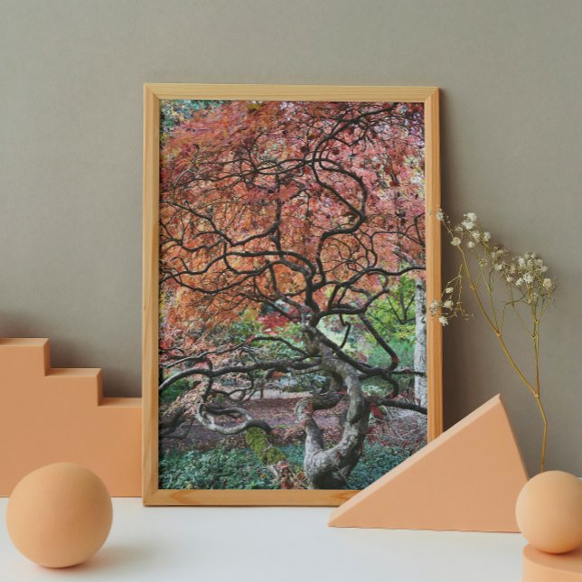 Póster Árvore Mapeadora Japonesa Torcida Gnarly (In Situ)