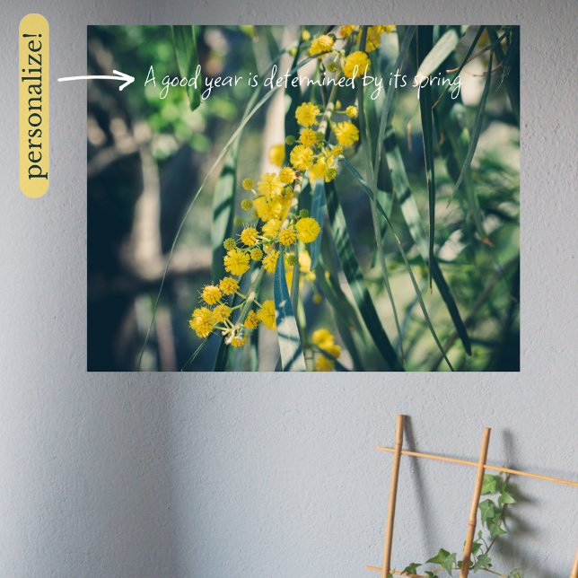 Poster Árvore Mimosa com Flores Amarelas (Criador carregado)