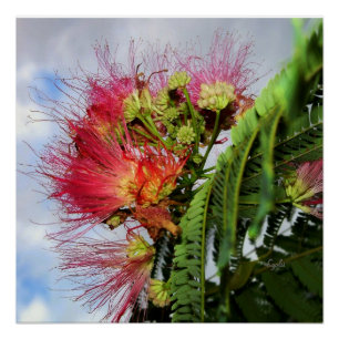 Póster Árvore Mimosa com Flores Rosa Cartaz Brilhante