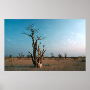 Póster Árvore Moringo Africana na Planície, Etosha Nacion